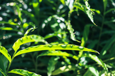 Leaves with wavy edges in green.