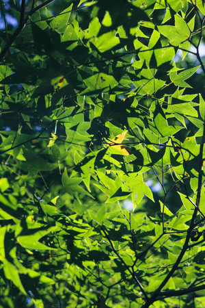 Lush green foliage for background.の写真素材