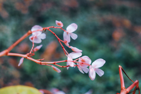 The red branches and pink flowers of the Autumn Camellia.の写真素材