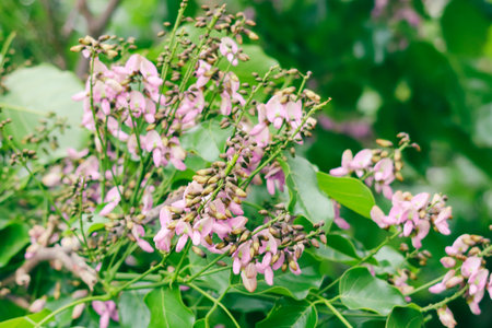The light purple flowers of Poongaoil Pongamia are in full bloom.の写真素材