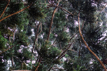 Looking up at the dense pine branches and leaves.