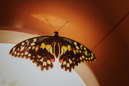 Under the light, the colorful wings of the Citrus Swallowtail butterfly shine through.の写真素材