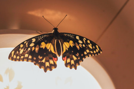 Under the light, the colorful wings of the Citrus Swallowtail butterfly shine through.の写真素材