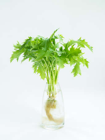 green leaf lettuce in water vase for salad on isolated white background