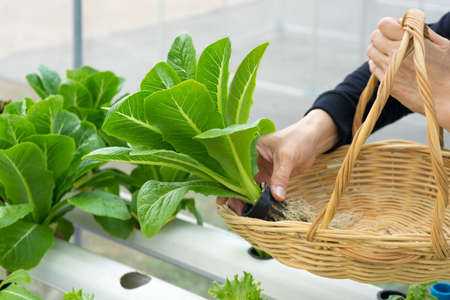 woman hands picking green lettuce into basket in vegetable garden