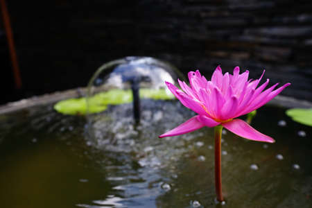beautiful pink waterlily or lotus flower and green leaf with fountainの写真素材