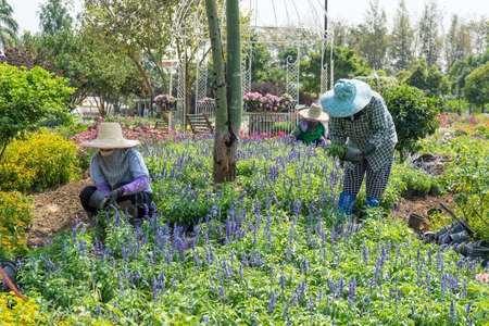 Farmer planting young seedlings of blue flower plant in the flower garden