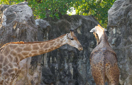 Close up giraffe on green tree background, Thialandの写真素材