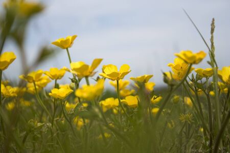 Bugs eye view of buttercups in sunny meadow with blue skyの写真素材
