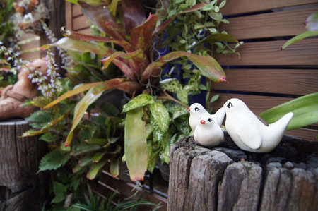 White Bird in the Gardenの写真素材