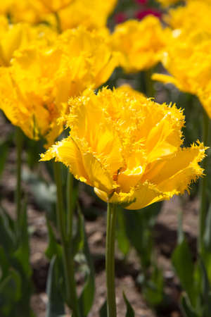 Yellow Tulip blossoms in springの写真素材