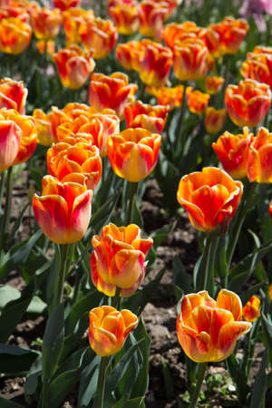 Group of red tulips in the park.の写真素材