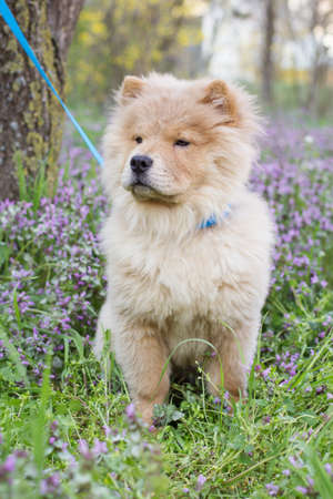 Hairy chow-chow dog  in the grass, spring timeの写真素材