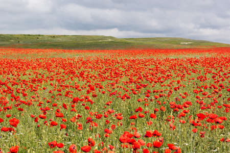 Nice field of red poppy flowers. Crimeaの写真素材