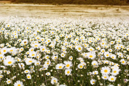 Big field of daisy flowers, spring timeの写真素材