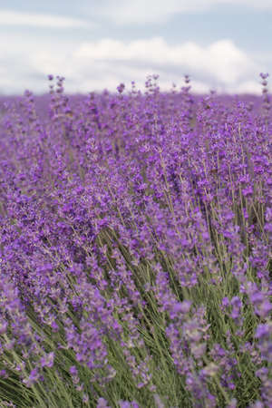 Beautiful purple field of lavender flowersの写真素材