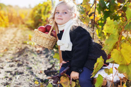 Adorable little girl with apples, autumn timeの写真素材