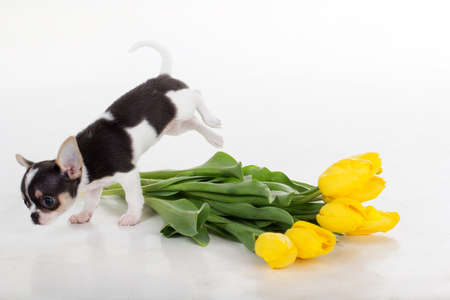 Puppy of chihuahua dog with yellow tulip flowers isolated on white backgroundの写真素材