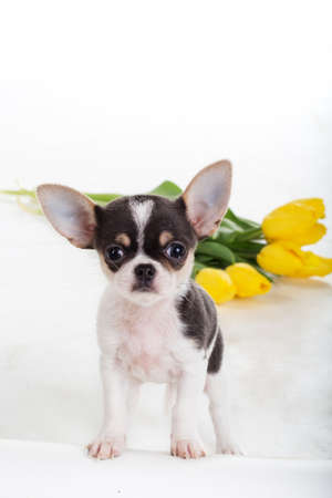 Puppy of chihuahua dog with yellow tulip flowers isolated on white backgroundの写真素材