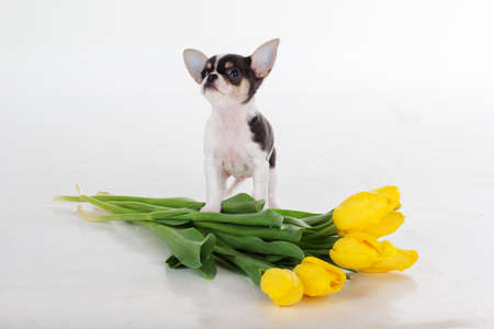 Puppy of chihuahua with bouquet of yellow tulip flowers isolated on white backgroundの写真素材