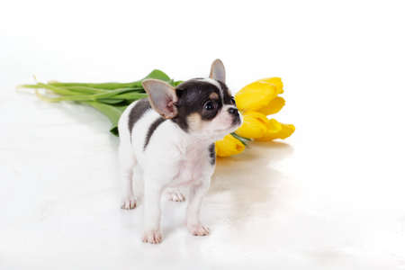 Puppy of chihuahua with bouquet of yellow tulip flowers isolated on white backgroundの写真素材