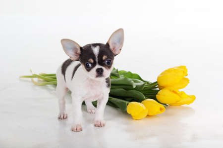 Puppy of chihuahua dog with bouquet of yellow tulip flowers isolated on white backgroundの写真素材
