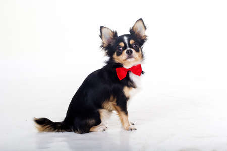 Chihuahua dog is wearing red bow tie isolated on white background, studio shootの写真素材