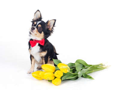 Chihuahua with bouquet of yellow tulip flowers isolated on white background, studio shootの写真素材