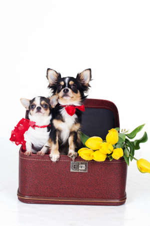 Two chihuahua dogs sitting in box with bouquet of yellow tulip flowers isolated on white background in studioの写真素材