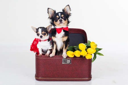 Two chihuahua dogs sitting in box with bouquet of yellow tulip flowers isolated on white background in studioの写真素材