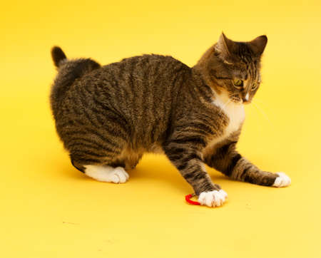 Tabby adult crazy cat plays with ball isolated on yellowの写真素材