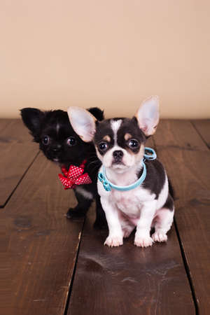 Chihuahua dog are wearing collars and sitting on wooden floorの写真素材