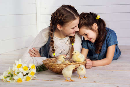 Pretty happy girls sisters are playing with yellow small chicks in basket in studioの写真素材