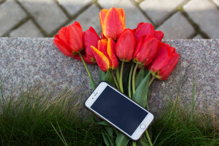 Bouquet of red tulips lying with mobile phone on the groundの写真素材