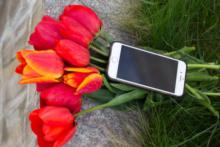 Cellphone is lying on the bouquet of red tulipsの写真素材