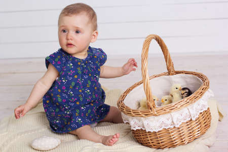 Little baby girl is playing with chicks in basketの写真素材