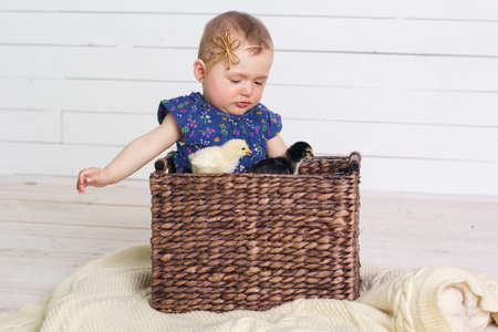 Little baby girl is sitting in wicker basket with chicksの写真素材