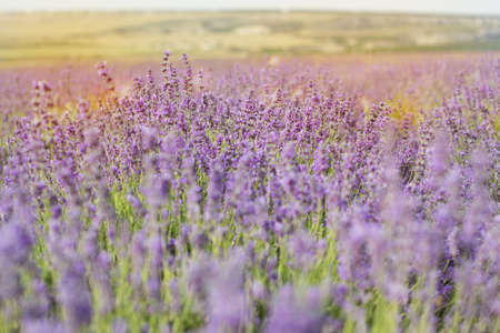 Closeup picture of fields of lavender flowers in Crimeaの写真素材