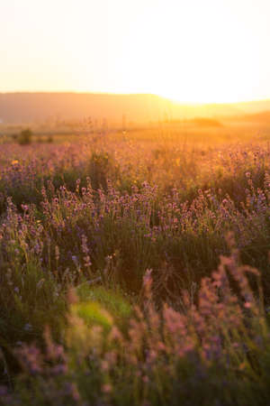 Yellow sunset in a purple lavender field in Crimea, summer time