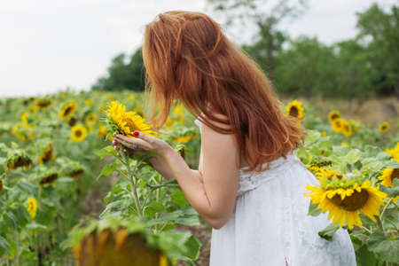 Redheared smiling pregnant girl is wearing white fashion dress in field with yellow sunflowersの写真素材