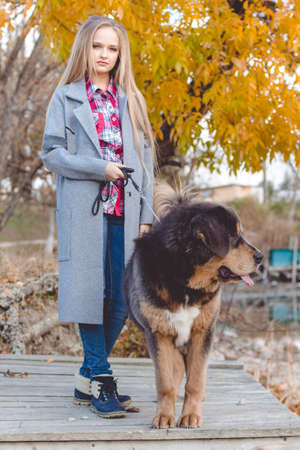 Pretty teen girl with blonde long hair is wearing warm clothes walking with puppy of brown tibetan mastiff in autumn parkの写真素材