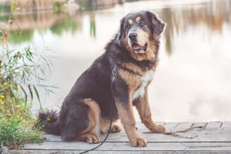 Big puppy of tibetan mastiff near autumn lakeの写真素材