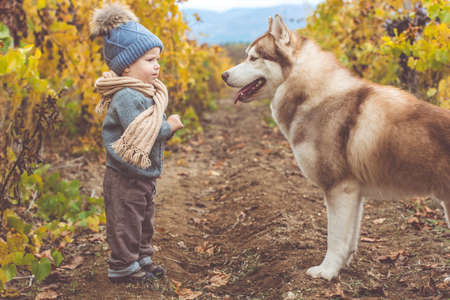 Pretty baby boy is wearing knitted warm clothes walking in autumn vineyrad with husky dogの写真素材
