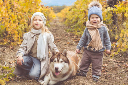 Happy little girl and baby boy are walking in autumn vineyrad with husky dogの写真素材