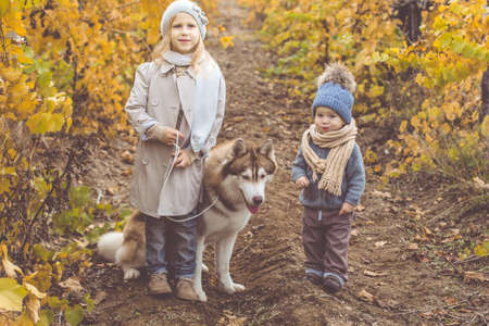 Brother and sister little girl and baby boy are wearing warm fashion clothes walking in autumn vineyrad with husky dogの写真素材