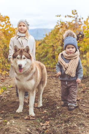 Cute little girl and baby boy are wearing warm fashion clothes walking in autumn vineyrad with husky dogの写真素材