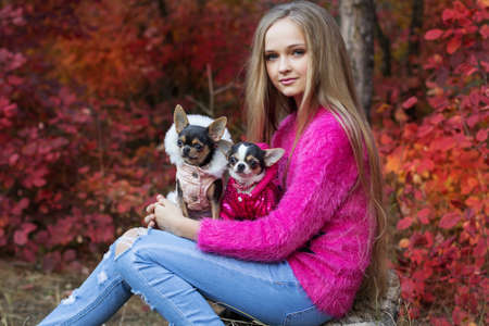 Pretty blonde teen girl with long hair is wearing pink cozy sweater is sitting with two small chihuahua dogs in autumn forest with red leavesの写真素材