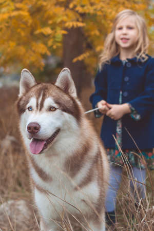 Little blonde child girl is wearing warm winter coat walking on the nature with her hairy cute husky dogの写真素材