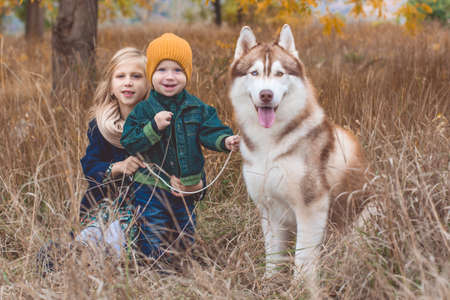 Little pretty girl and child boy are wearing fashion warm winter clothes walking together with cute husky dog on the natureの写真素材