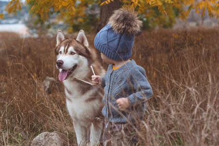 Pretty baby boy is wearing knitted winter clothes walking in autumn forest with husky dogの写真素材